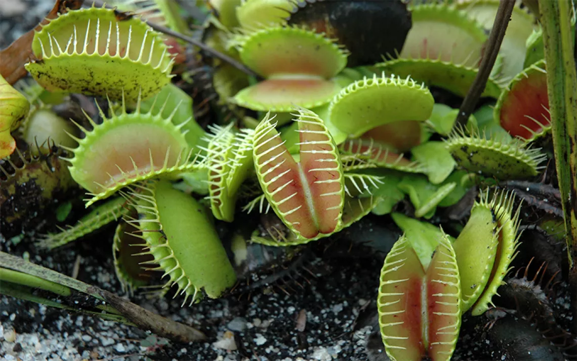Venus fly trap could be SC's official carnivorous plant