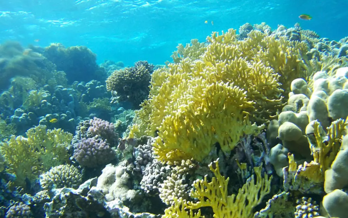 Coral reef
