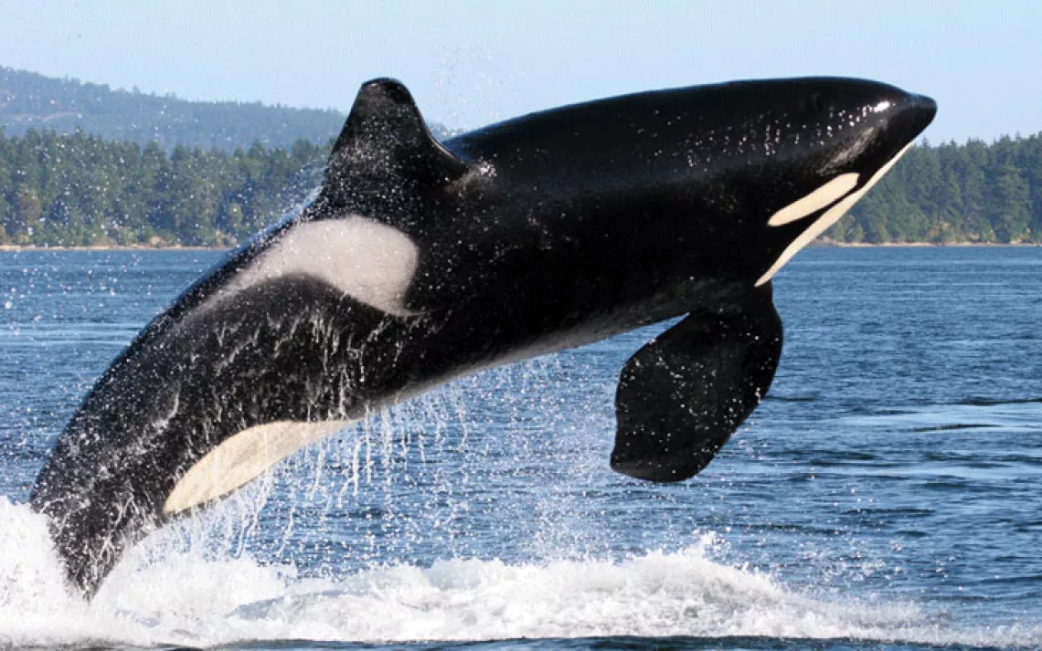 killer whale