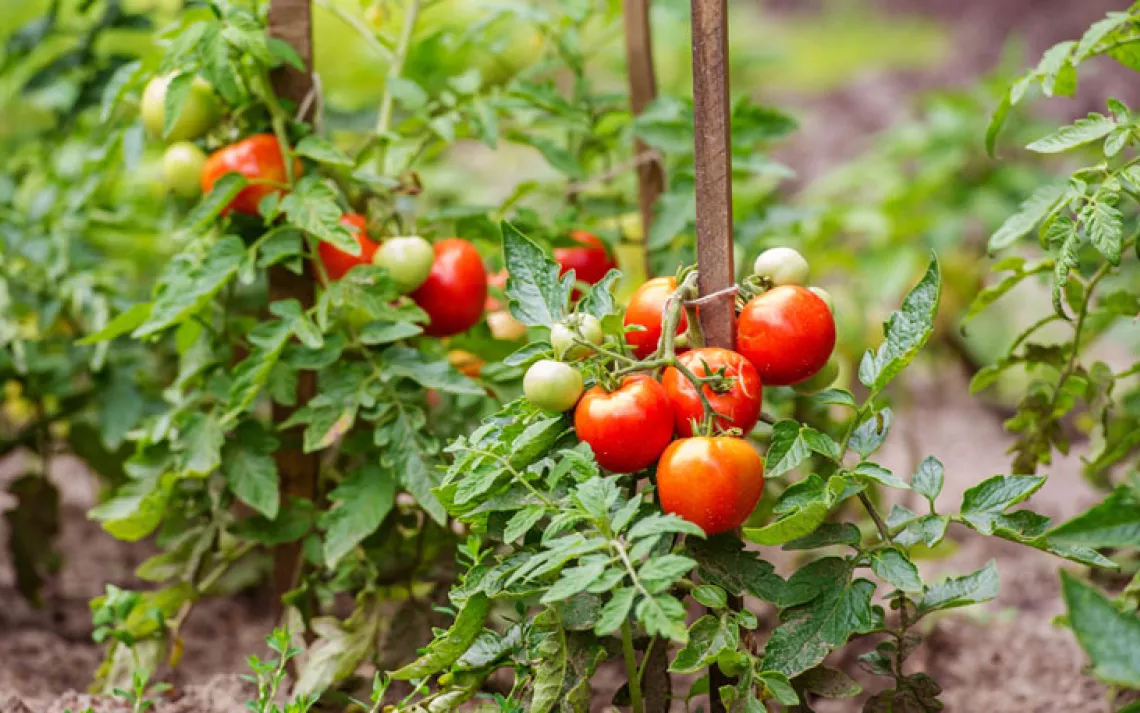 Tomatoes