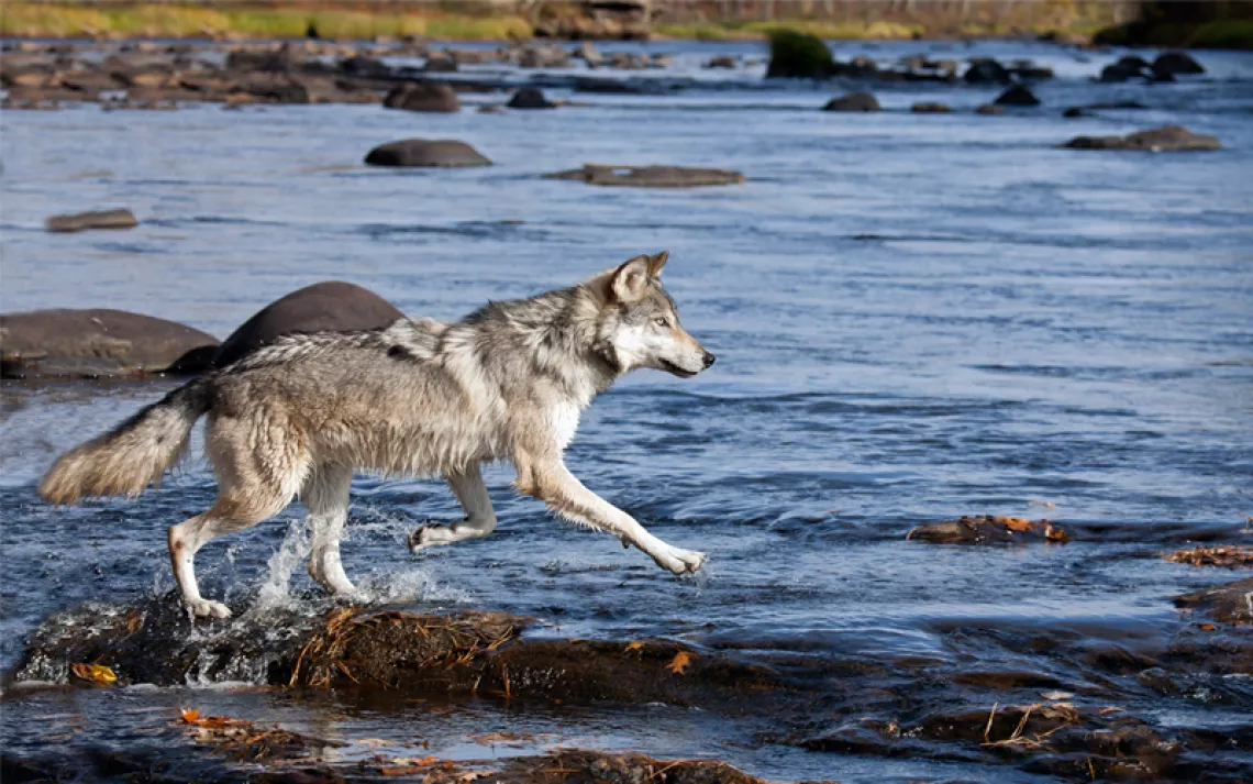 Autumn in Minnesota. A timber wolf running through the water. 