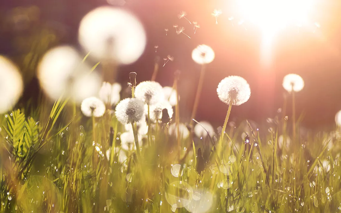 A field of dandelions photographed at eye level, brightly lit by the setting sun. 