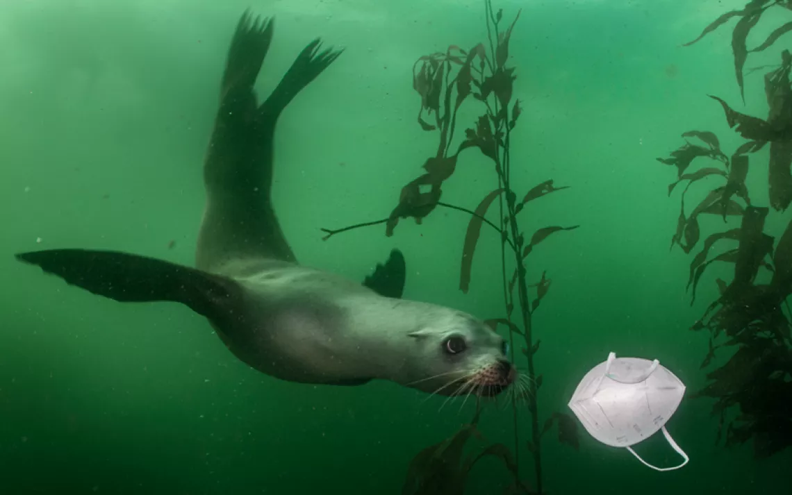 Underwater photo shows murky green water and kelp. A sea lion floats toward a floating white disposable face mask.