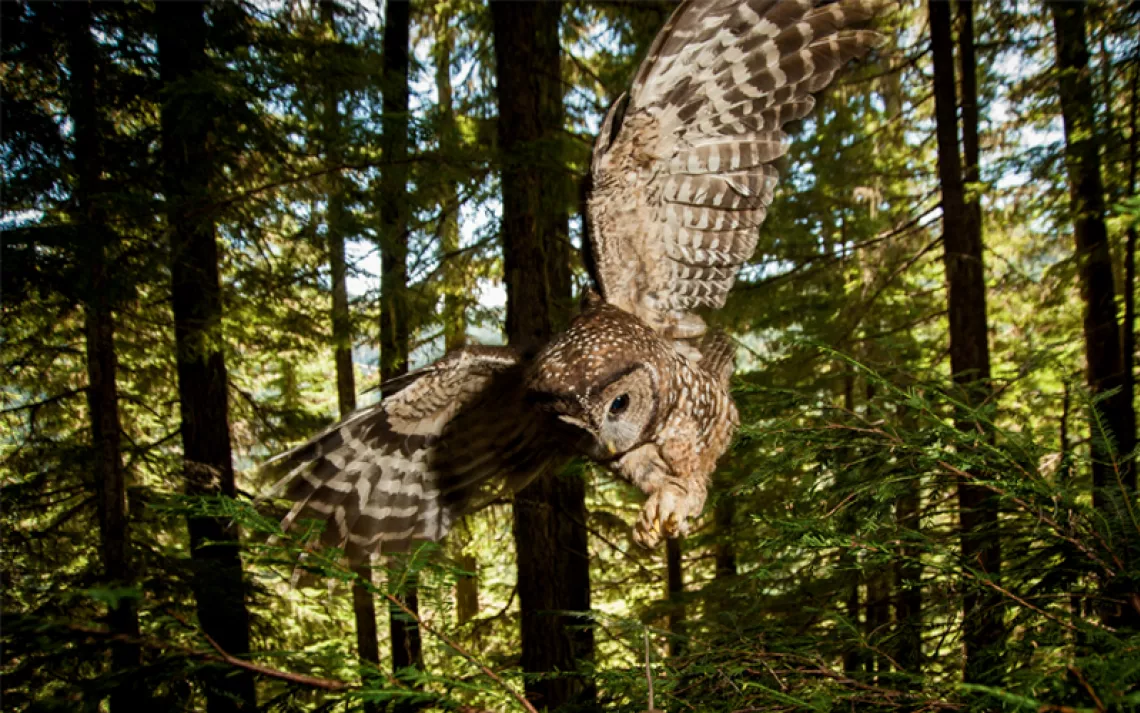 Close-up of a brown and white spotted owl swooping down with wings outstretched and talons in front of it.