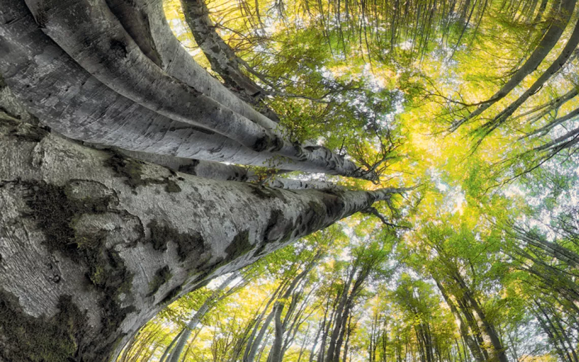 View looking up at a canopy of beech trees with light filtering in from the top.