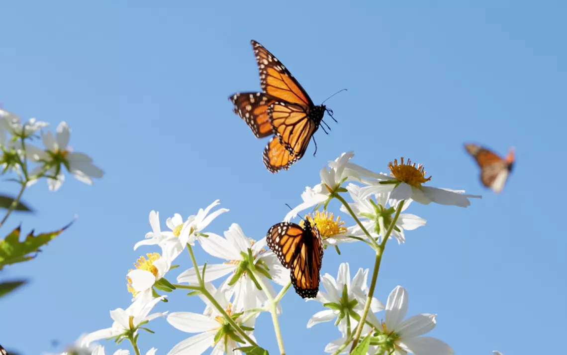 Monarch butterflies land on white flowers against a blue sky.
