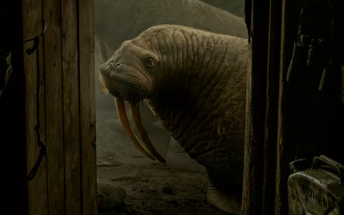 Dark image shows a walrus looking into a dirt-floored hut. There are other walruses behind it.
