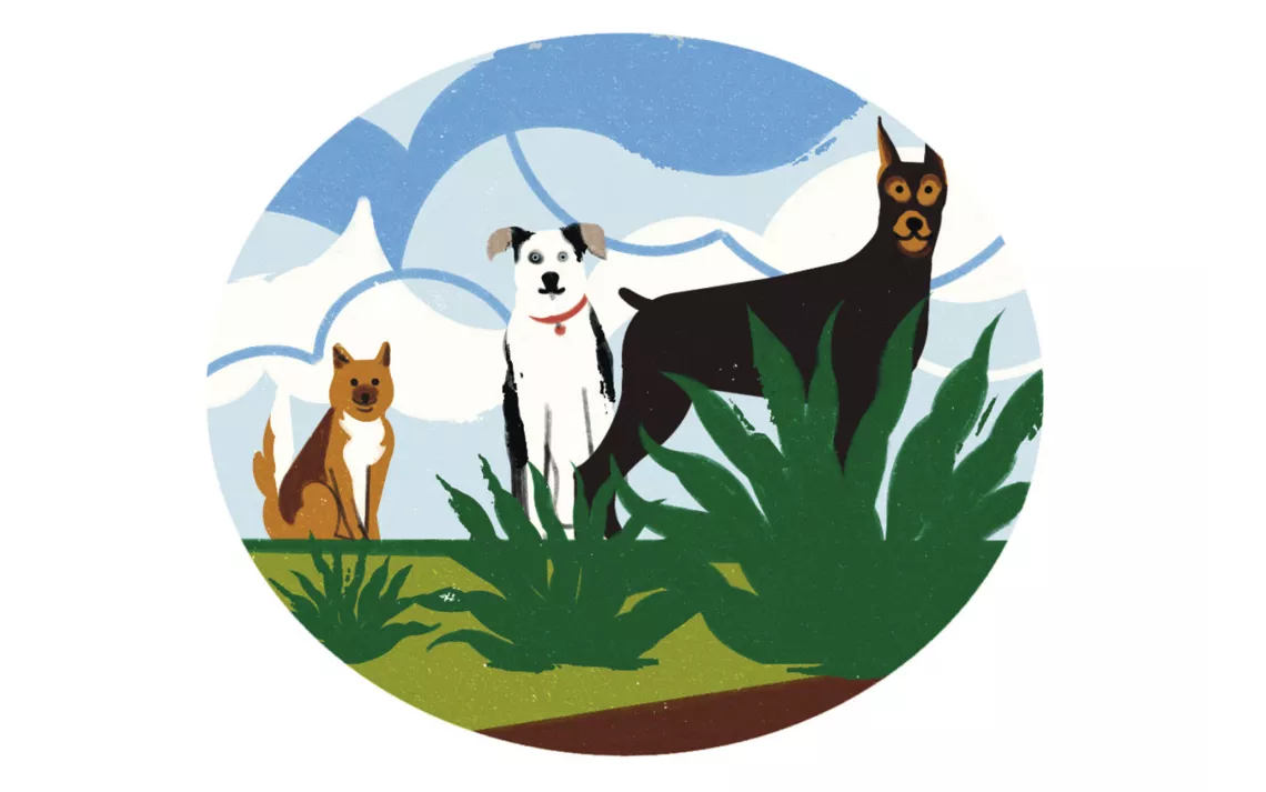 Illustration shows three dogs of different breeds looking at the camera.