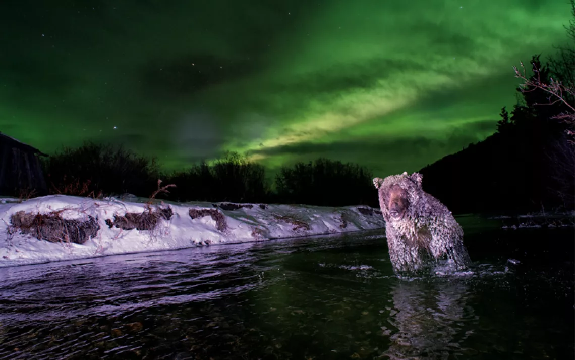 A grizzly bear with icicles hanging off its fur stands in the middle of a river. The riverbank is covered in snow, and the sky behind the bear is an eerie green from the northern lights.