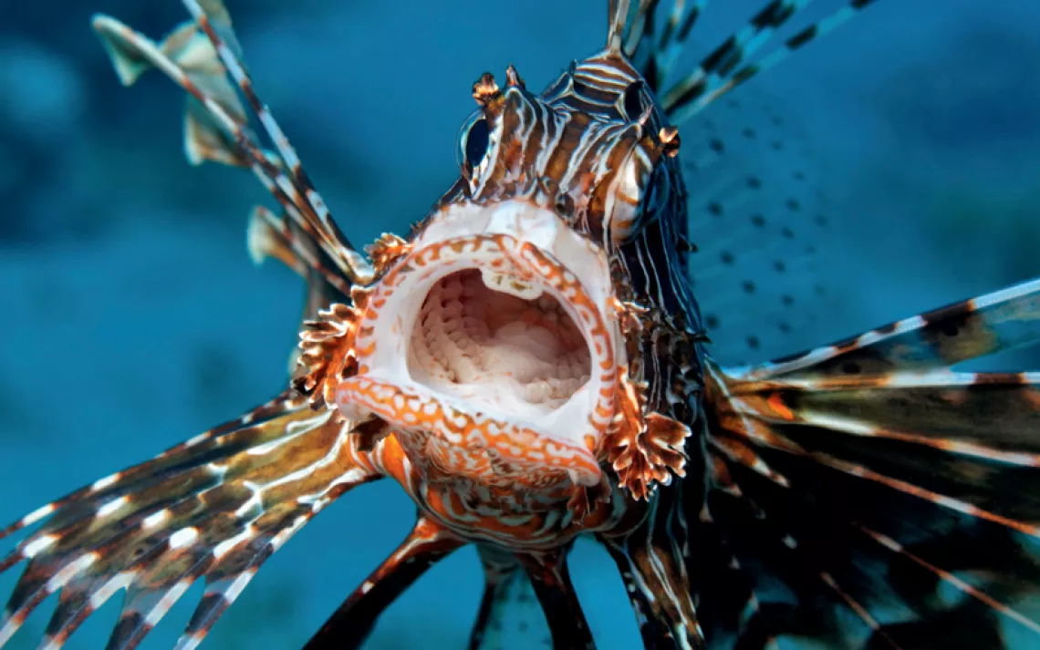 Close-up of an orange, white, and black lionfish with its mouth wide open.