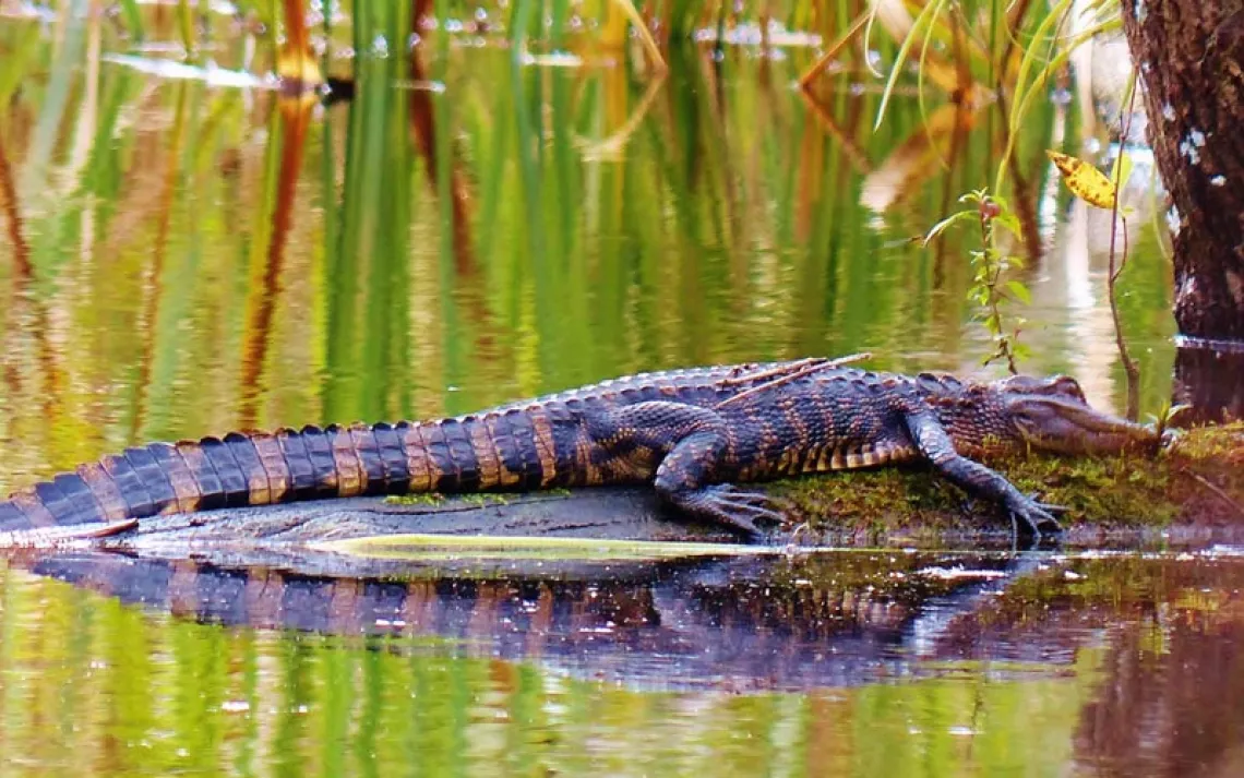 Young gator on verdant log in swamp