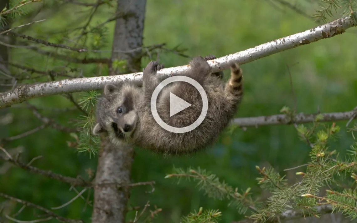 Take a cue from these furry first-timers, and get climbing!