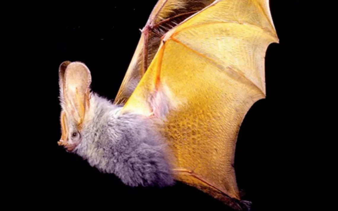 The Secret Lives of Bats by Merlin Tuttle, Houghton Mifflin Harcourt (October, 2015)