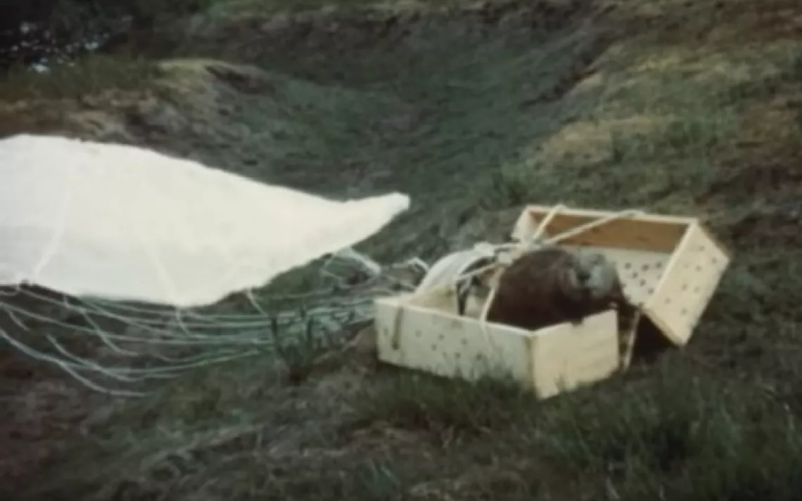 When Beavers Flew