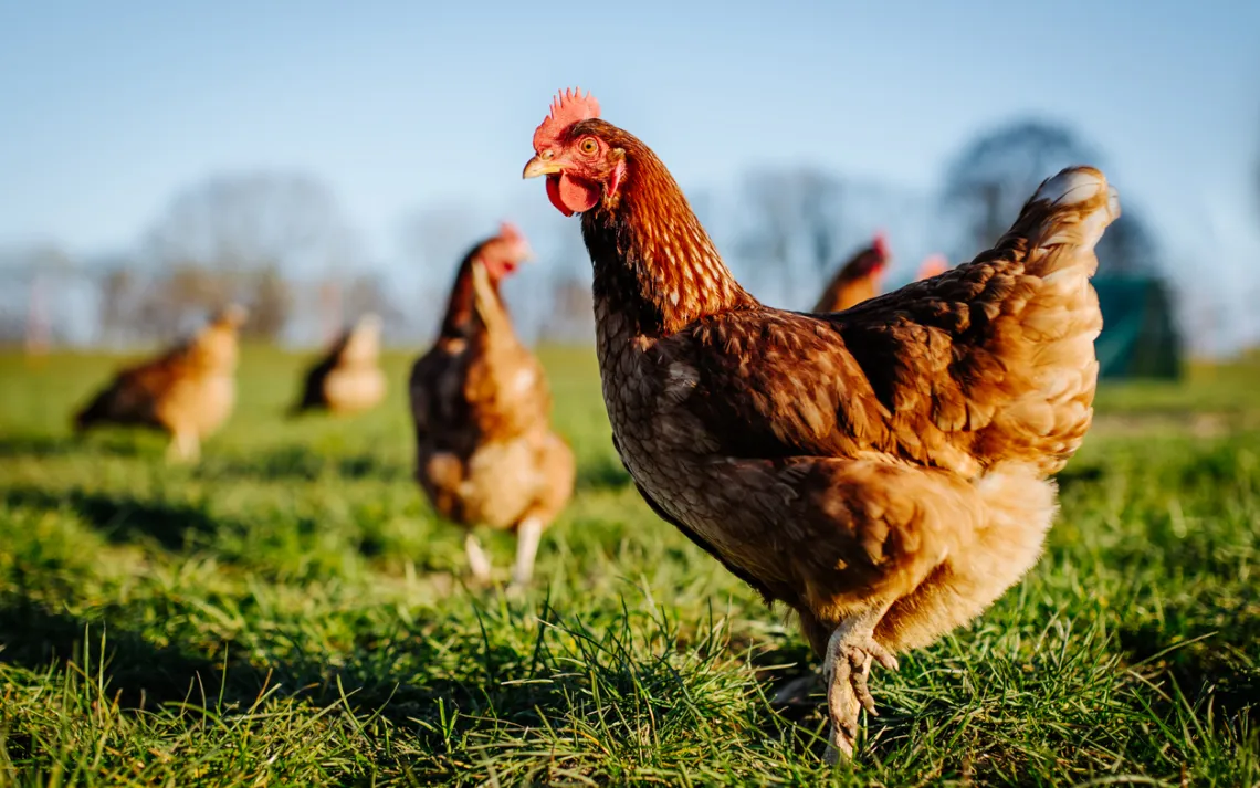 chickens