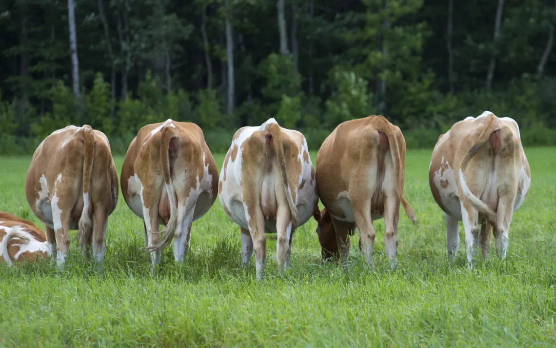 Cow posteriors