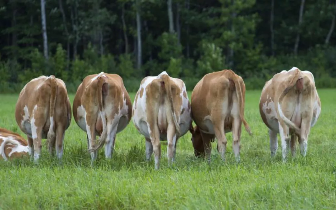 Do cow farts contribute to global warming?
