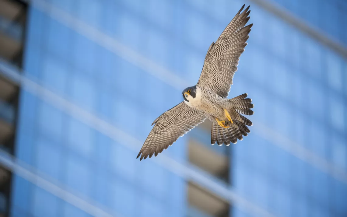 Falcon, city, raptor, bird of prey
