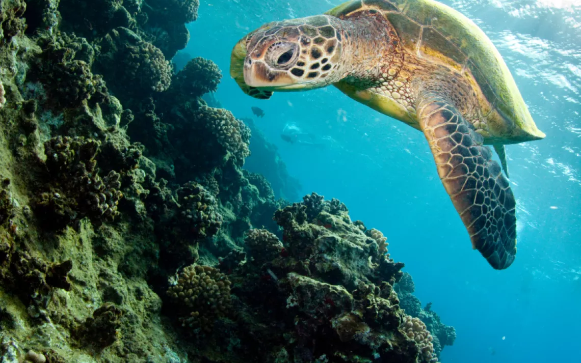 A sea turtle gives a tour of the Great Barrier Reef!