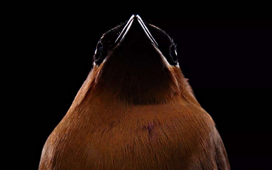 Cedar waxwing, Suncoast Seabird Sanctuary, Bob Croslin