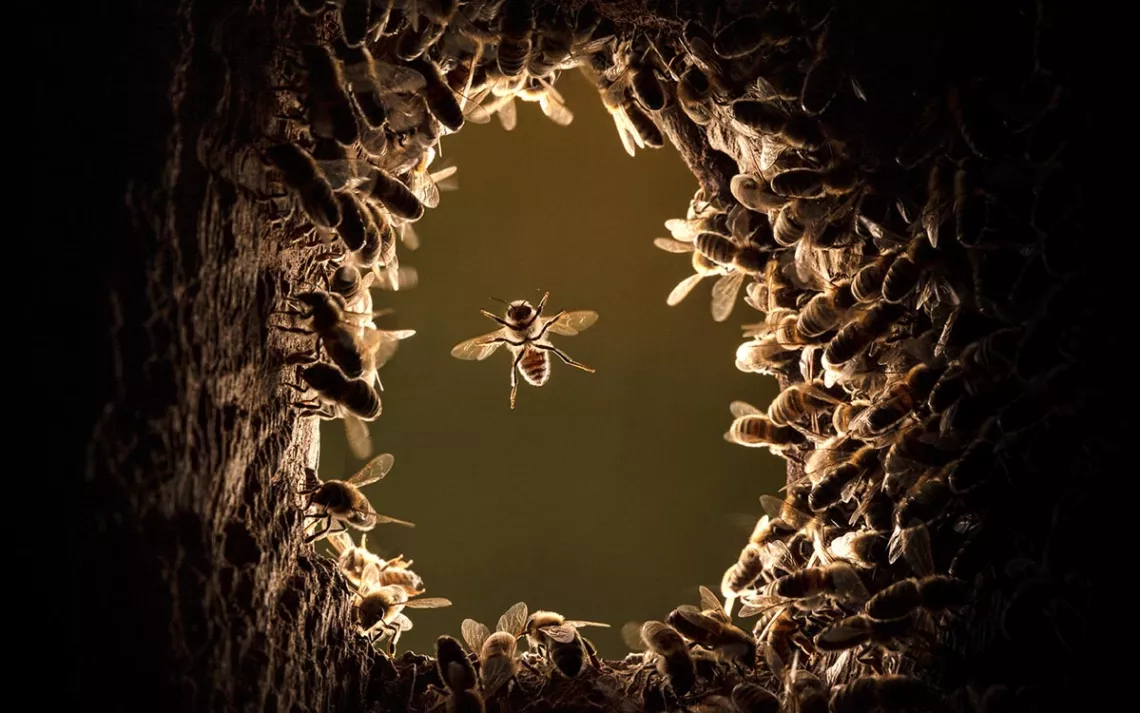 A single bee hovers in the center of a circle of sunlight, surrounded by other bees clinging to the interior of a dark tree cavern.