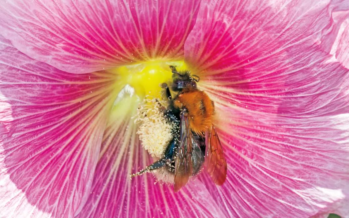 A tree bumblebee (Bombus hypnorum) visits a hollyhock (Alcea rosea) for its nectaries.