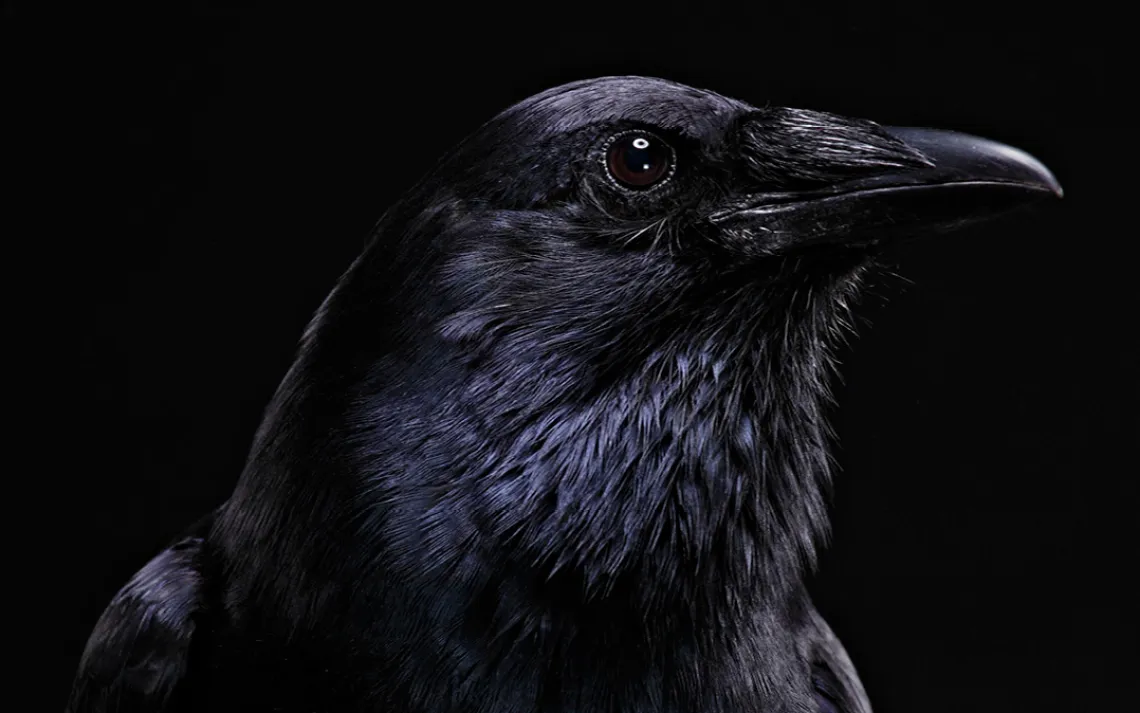 American crow, Suncoast Seabird Sanctuary, Bob Croslin