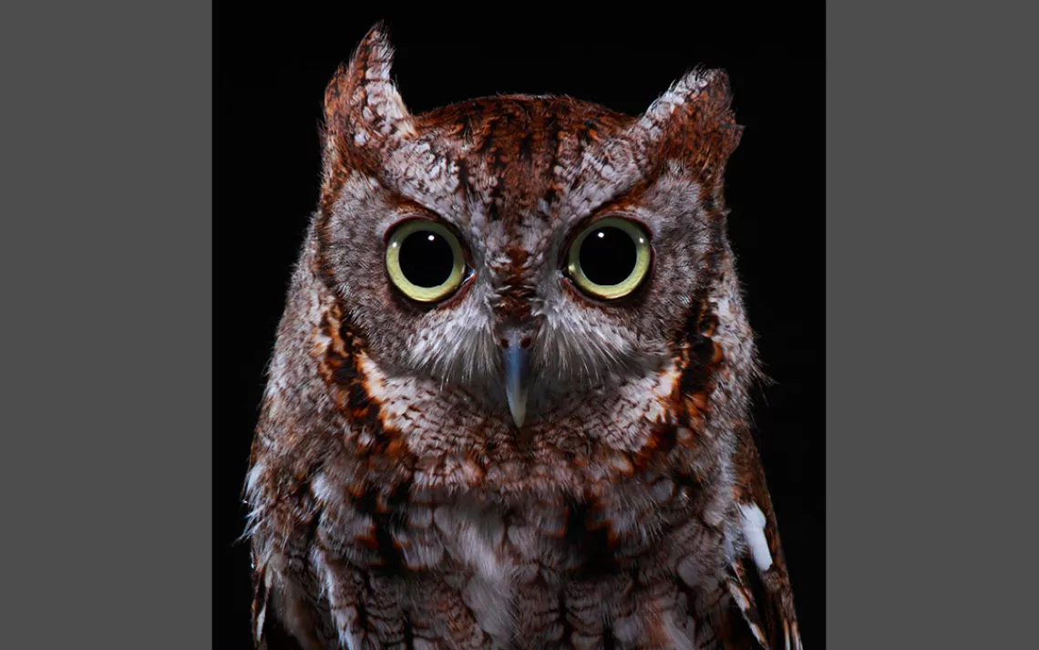 Screech owl, Suncoast Seabird Sanctuary, Bob Croslin