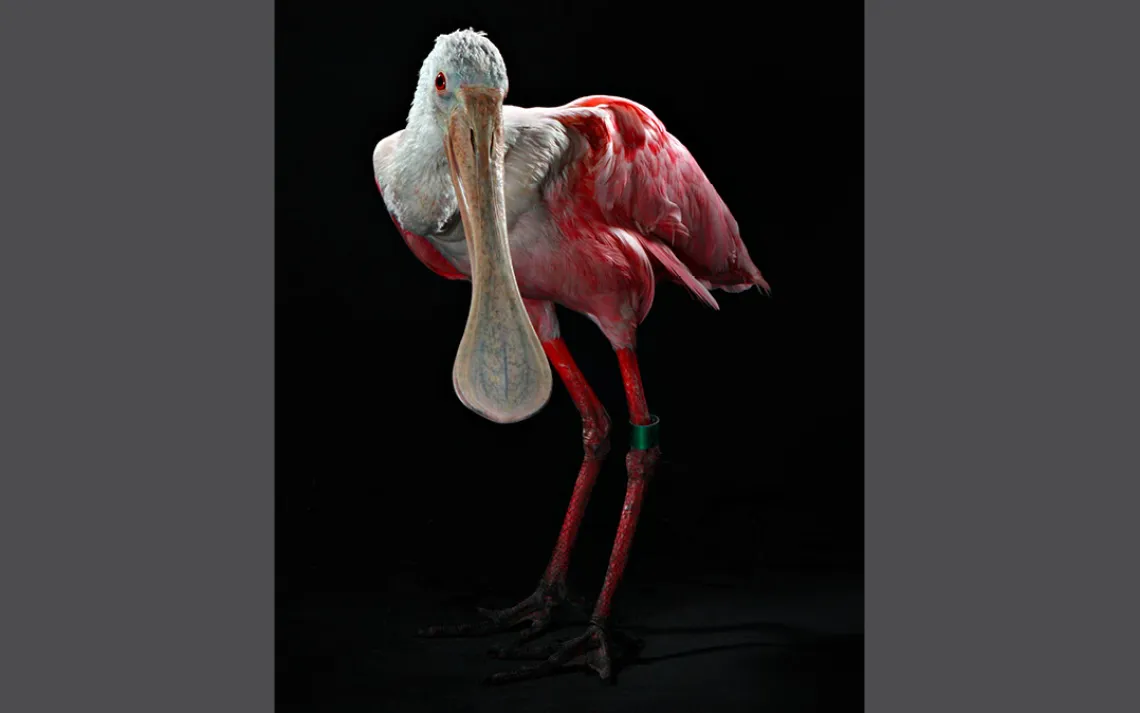 Roseate spoonbill, Suncoast Seabird Sanctuary, Bob Croslin
