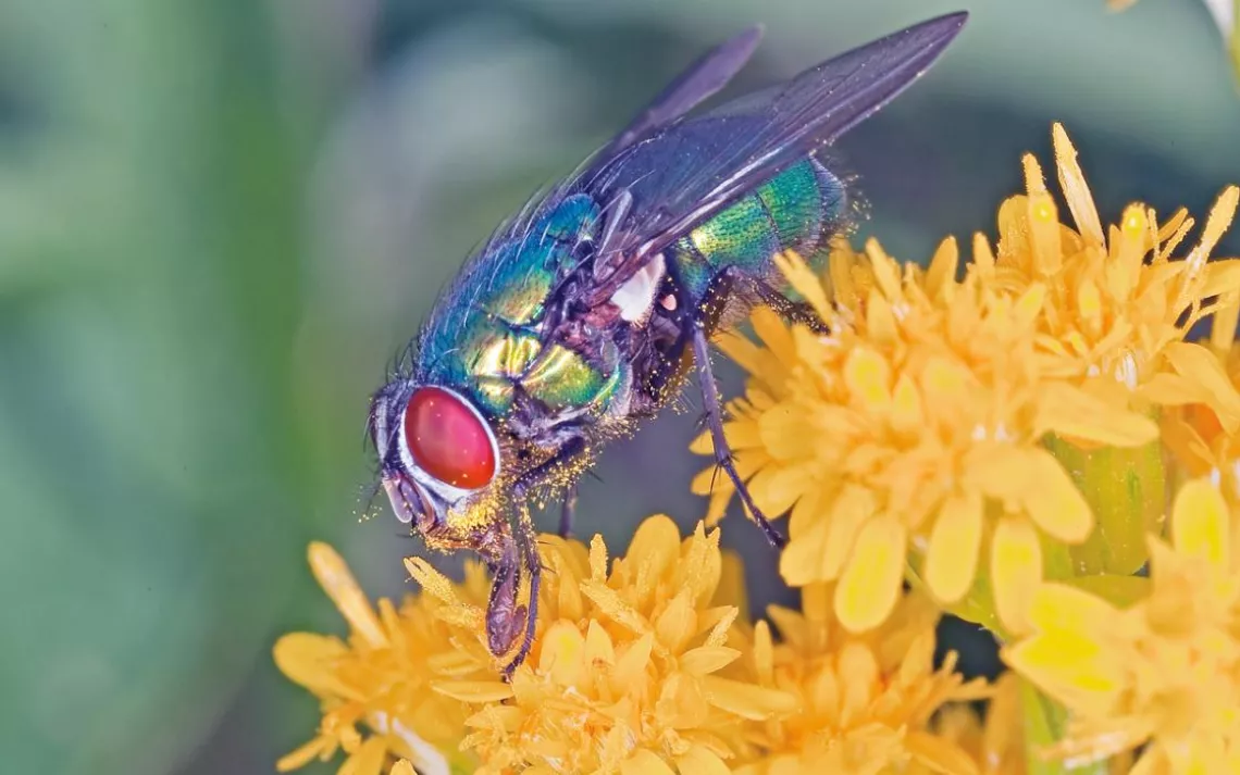 A green bottle blow fly (Lucilia) mops up the nectar on a Canadian goldenrod (Solidago canadensis).