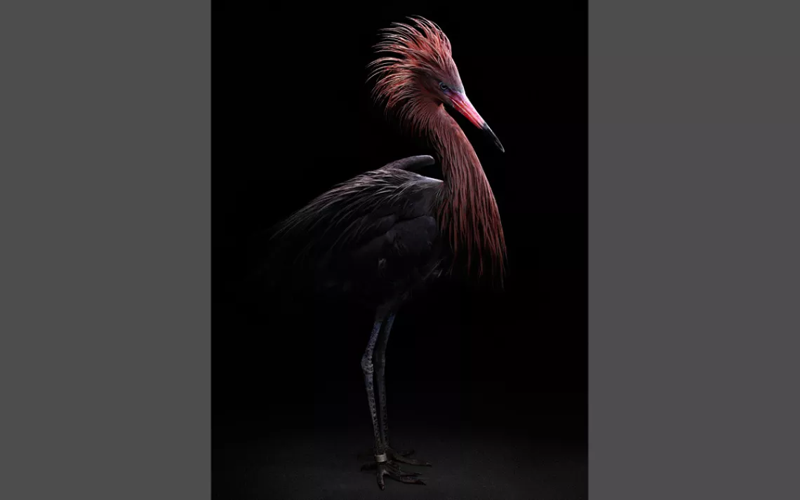 Reddish egret, Suncoast Seabird Sanctuary, Bob Croslin