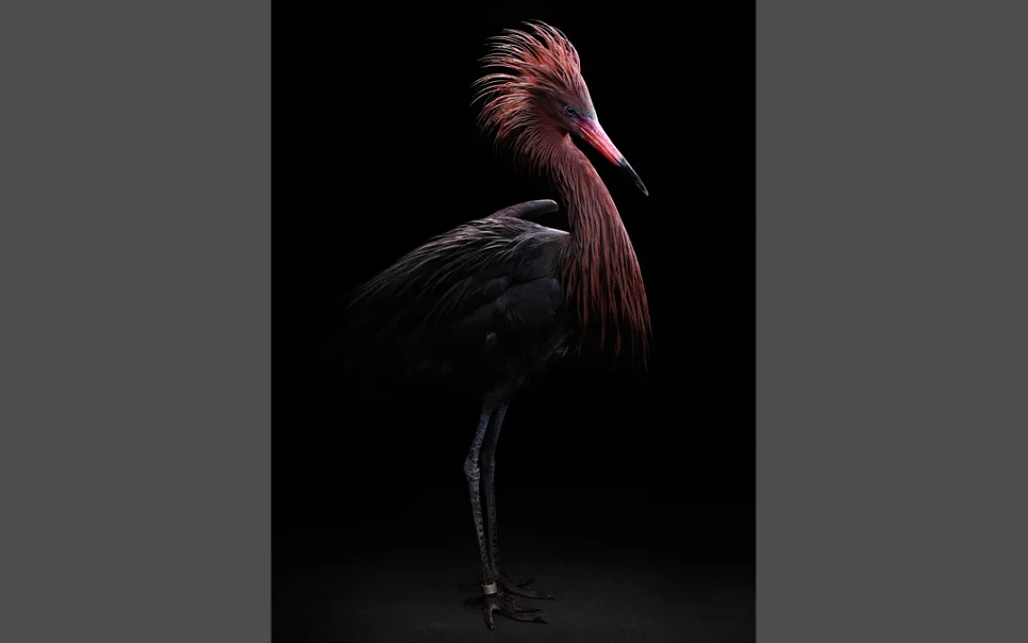 Reddish egret, Suncoast Seabird Sanctuary, Bob Croslin