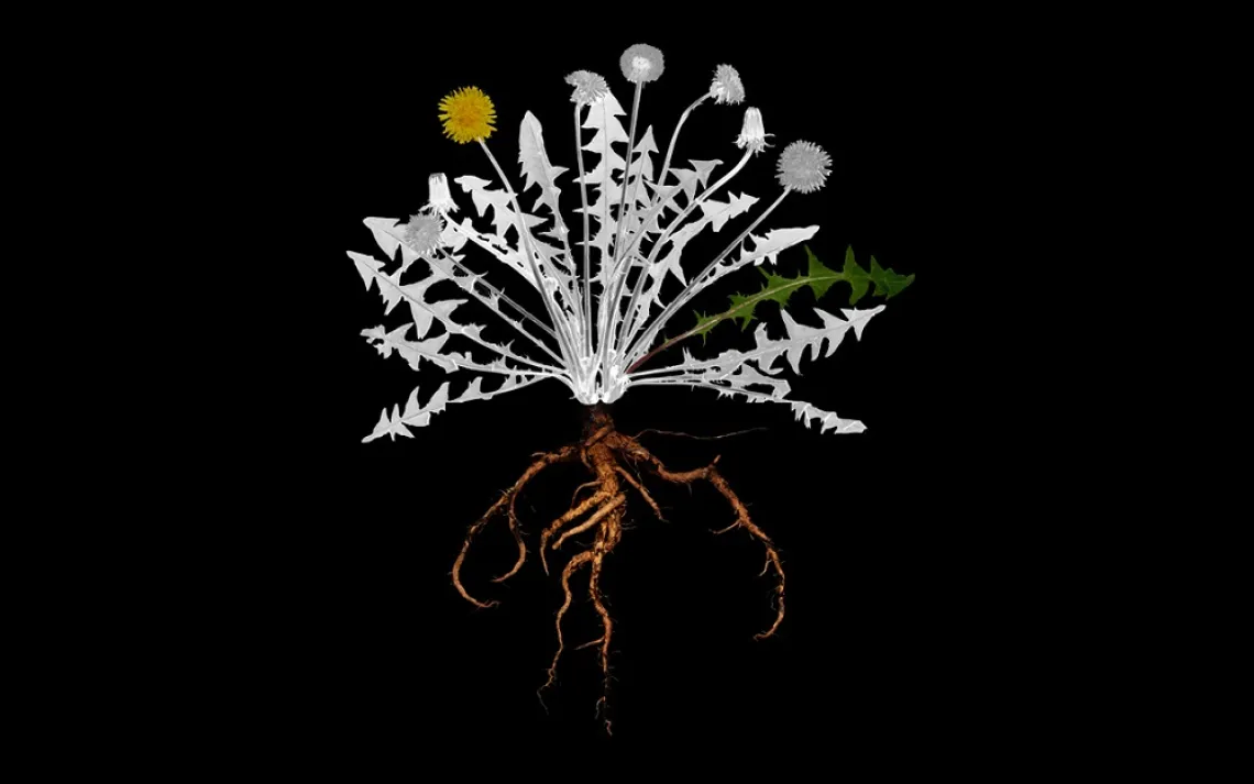 Wild dandelion