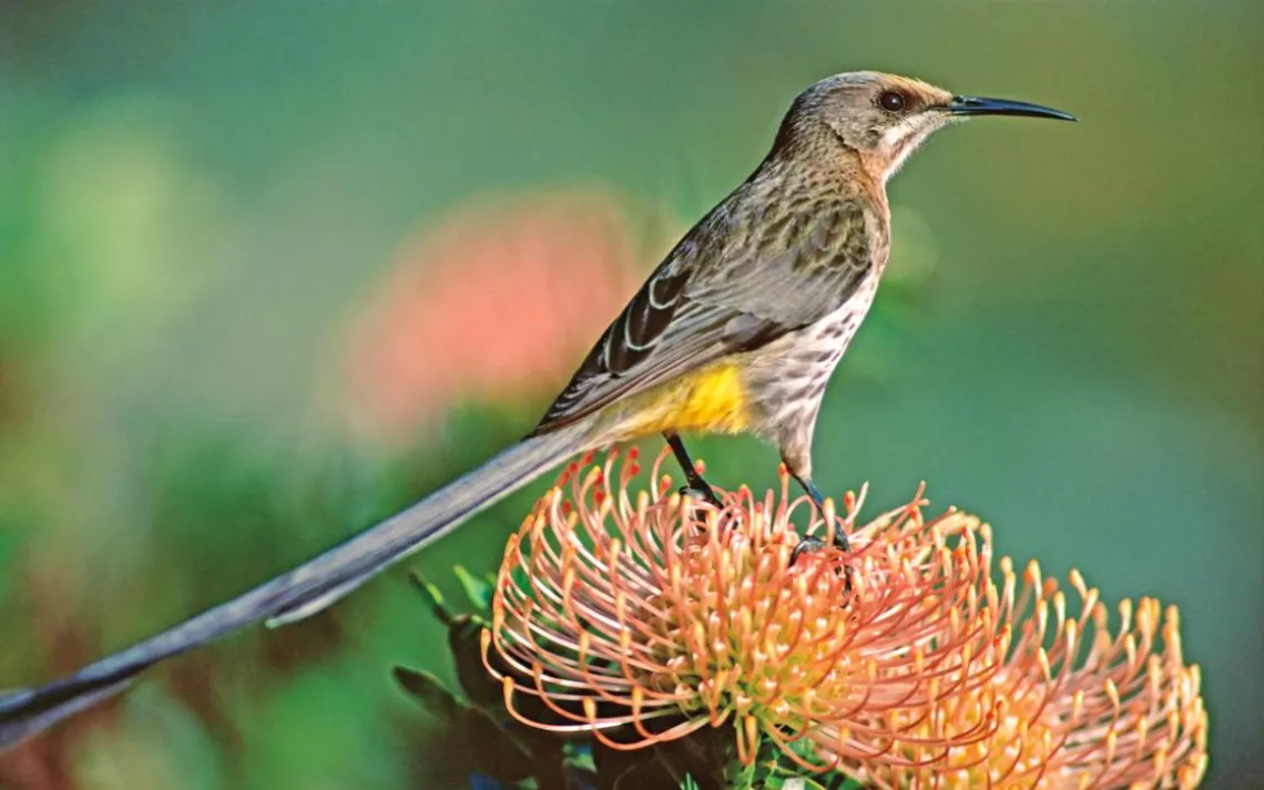 South Africa’s Cape sugarbird (Promerops cafer), which feeds on nectar, sits on a pincushion protea (Leucospermum cordifolium).