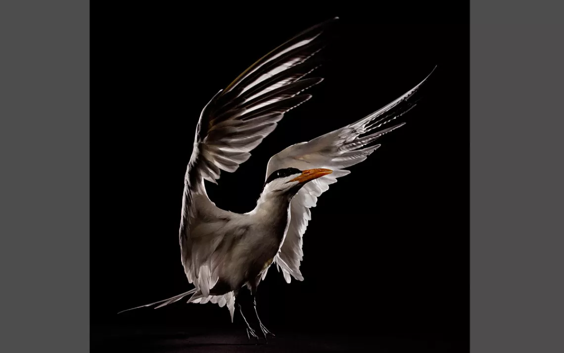 Common tern, Suncoast Seabird Sanctuary, Bob Croslin