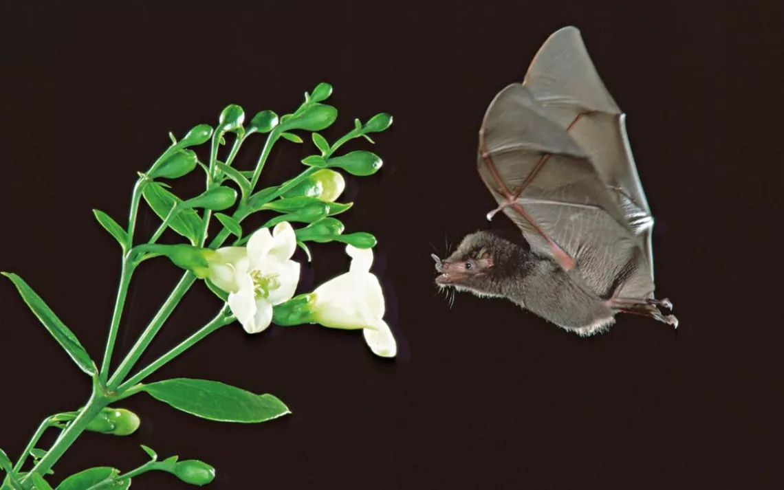 An Underwood’s long-tongued bat (Hylonycteris underwoodi) pollinates a Costa Rican bat flower (Macrocarpaea valerioi, Gentianaceae).
