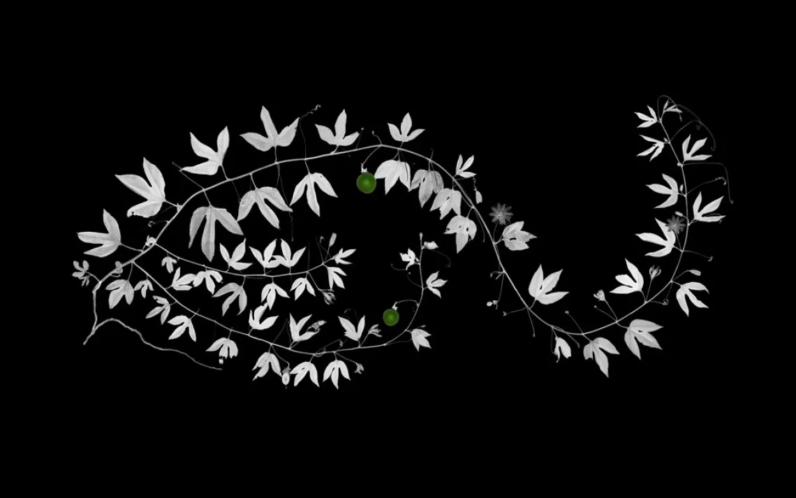 Passionflower