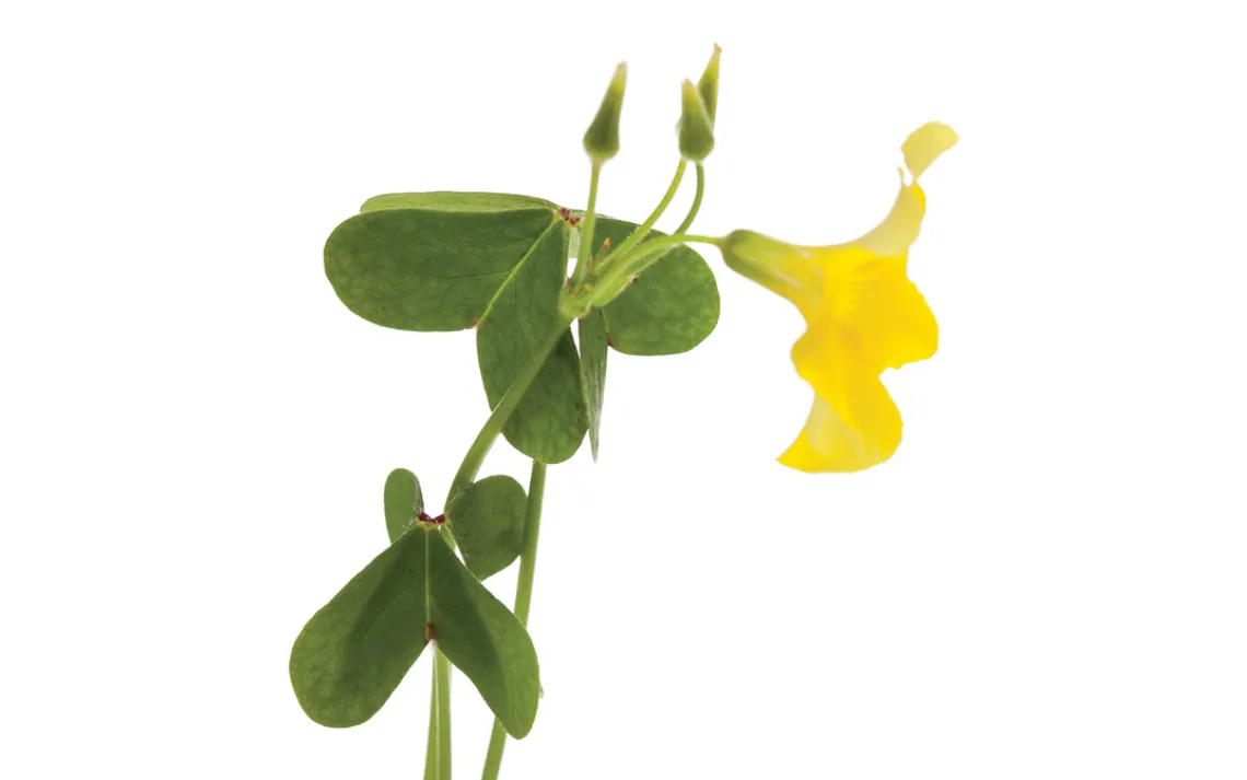 Oxalis