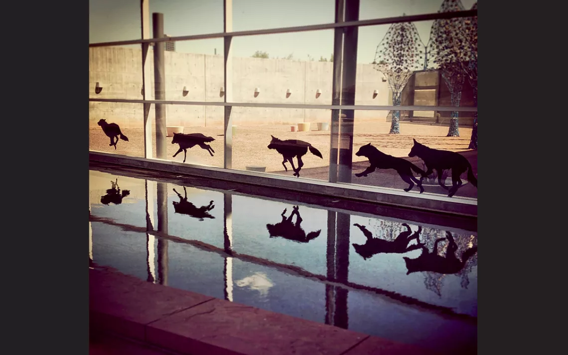 Lauren Strohacker's installation NO(w)HERE (2013), at the Tempe Center for the Arts, juxtaposes animal images with built spaces to emphasize that urban sprawl displaces wildlife.