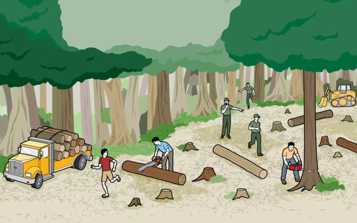 Since 2000, the world has lost about 100 square miles of forest every day. Deforestation in the Amazon, where cattle ranchers and soybean farmers have slashed through woodlands to make way for pastures and fields, has slowed recently, but Indonesia has em