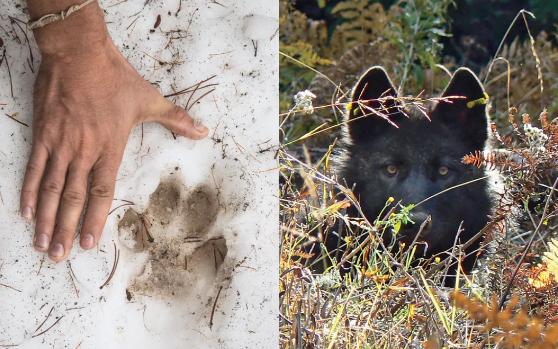 The mark of a lone wolf. OR11, born to the Walla Walla Pack in 2011, wakes up from anesthesia after being radio-collared. He later split off to start a new pack on Mt. Emily.