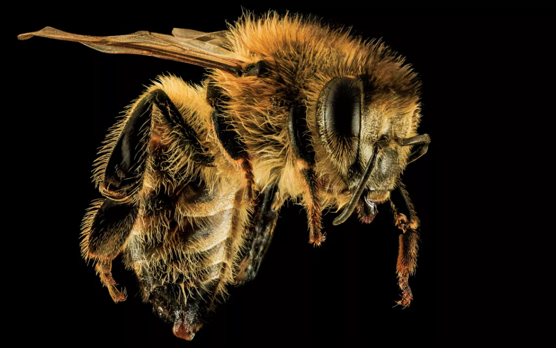 The Honey bee, Apis mellifera