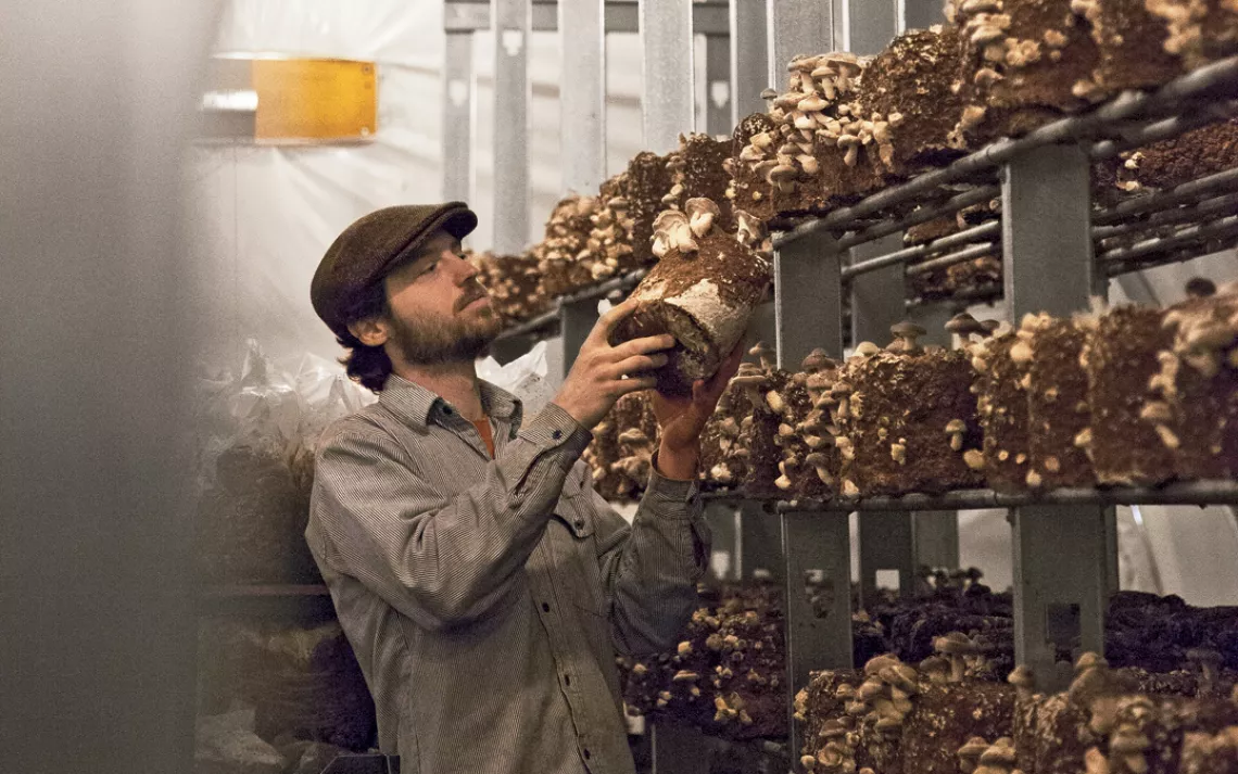 Alex Winstead learned about fungiculture while at Evergreen State College in Olympia, Washington. When he graduated, he started growing mushrooms in his basement and garage and selling them at farmers' markets.