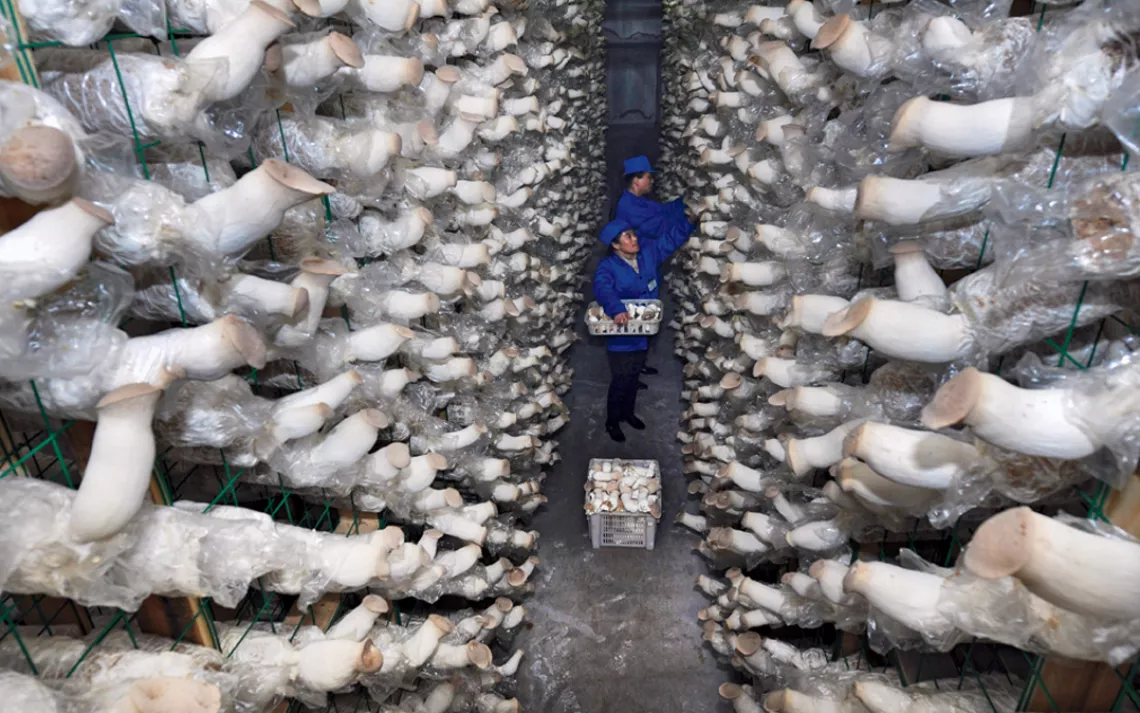 Workers harvest king trumpet mushrooms at eastern China's Shandong Fanglu Agricultural Technology Company. The 400,000-square-foot factory puts out 12,000 tons of fungi per year. Most large-scale fungiculture relies heavily on chemicals: In September 2013