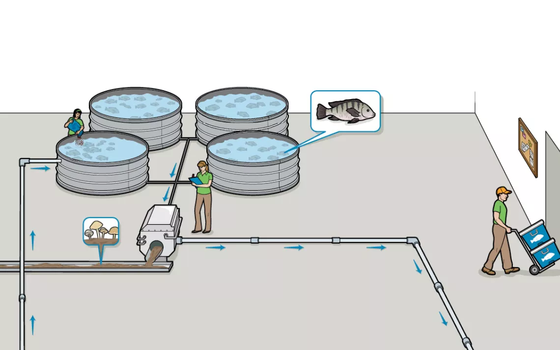 In Urban Organics' current pilot phase, about 800 tilapia swim in each of four fish tanks, chowing down on soy-based feed for about a year. The company harvests the mature fish, sending about 200 pounds each week to local restaurants. 