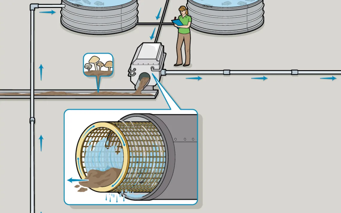 The tilapia's waste drifts down to a drum screen filter, which removes the heaviest particles. As the drum rotates, a high-pressure jet of water washes the concentrated sludge down a channel for collection. Urban Organics is exploring the possibility of u