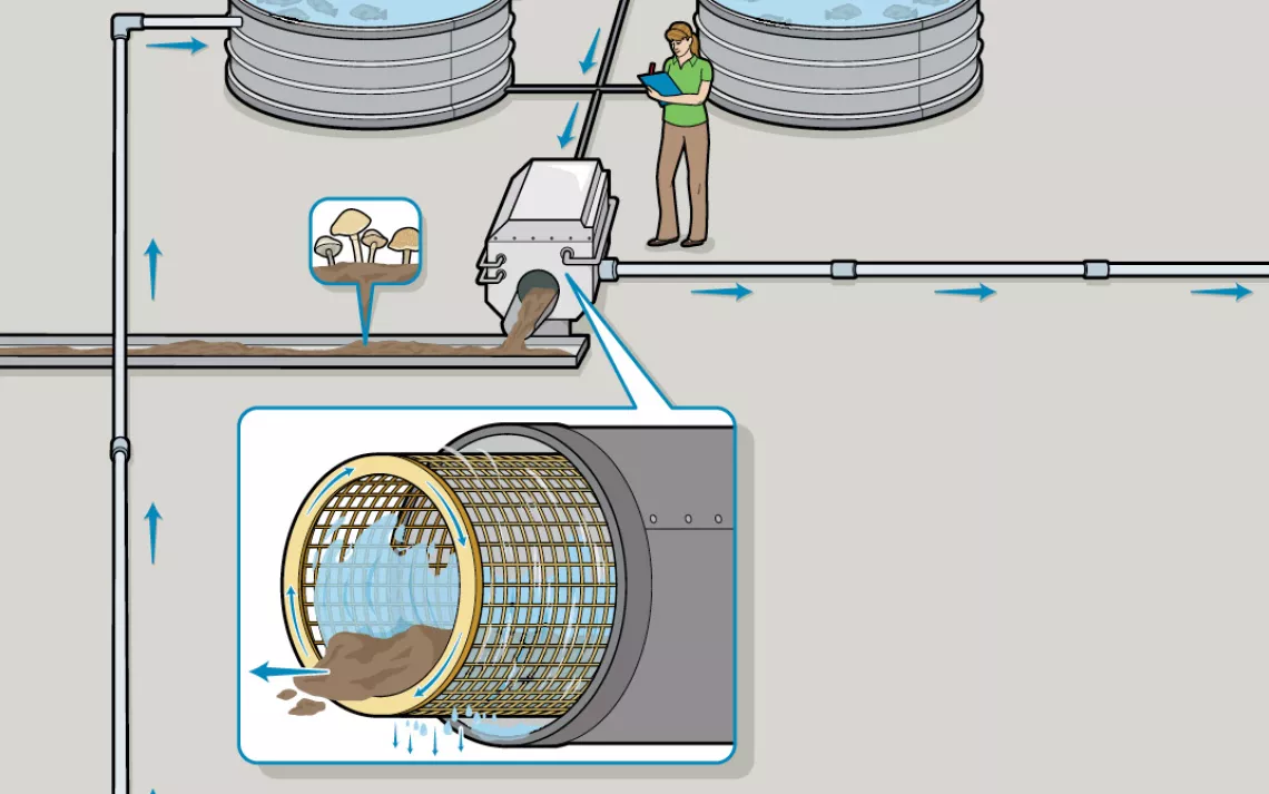 The tilapia's waste drifts down to a drum screen filter, which removes the heaviest particles. As the drum rotates, a high-pressure jet of water washes the concentrated sludge down a channel for collection. Urban Organics is exploring the possibility of u