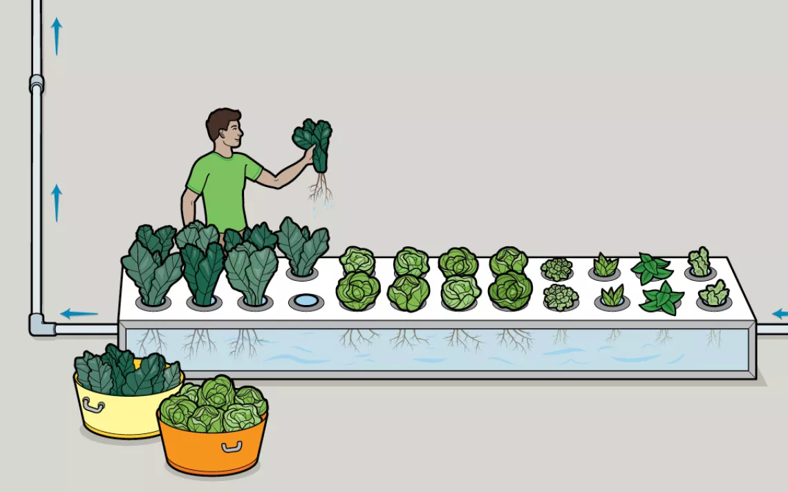 Finally, that nitrate-rich water flows into long rubber troughs where plants flourish under grow lights.