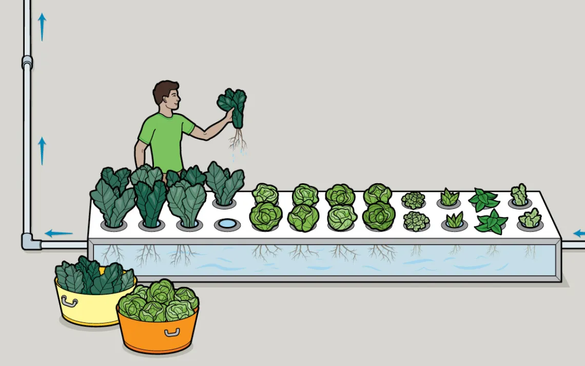 Finally, that nitrate-rich water flows into long rubber troughs where plants flourish under grow lights.