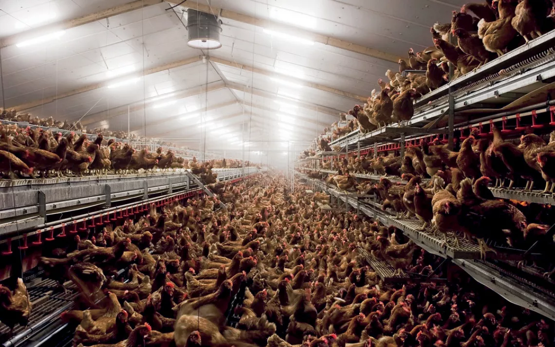 At Timmermans Egg Farm near Maaseik, Belgium, 30,000 "cage-free" chickens get about a square foot each--a step above conditions at most concentrated animal feeding operations (CAFOs). Chicken is now the leading source of meat in the American diet: While p